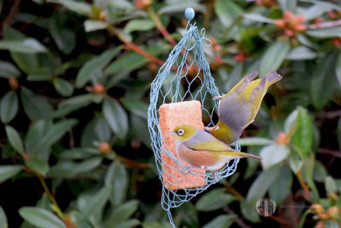 Frill Nest Tree Earring Bird Feeder
