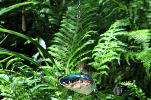 Paua Dish Tree Earring Bird Feeder